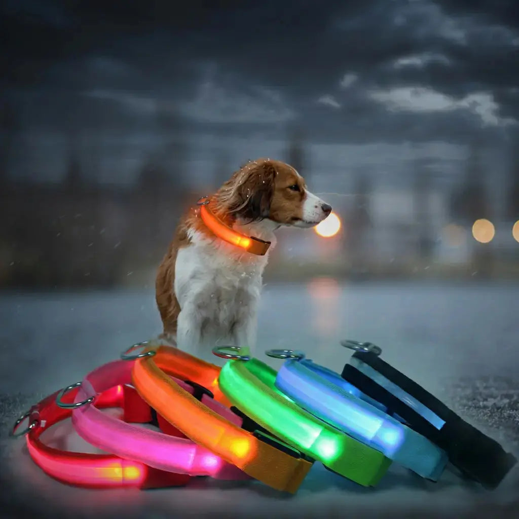 Glow Dog Collar – LED Safety Collar for Night Visibility STTM
