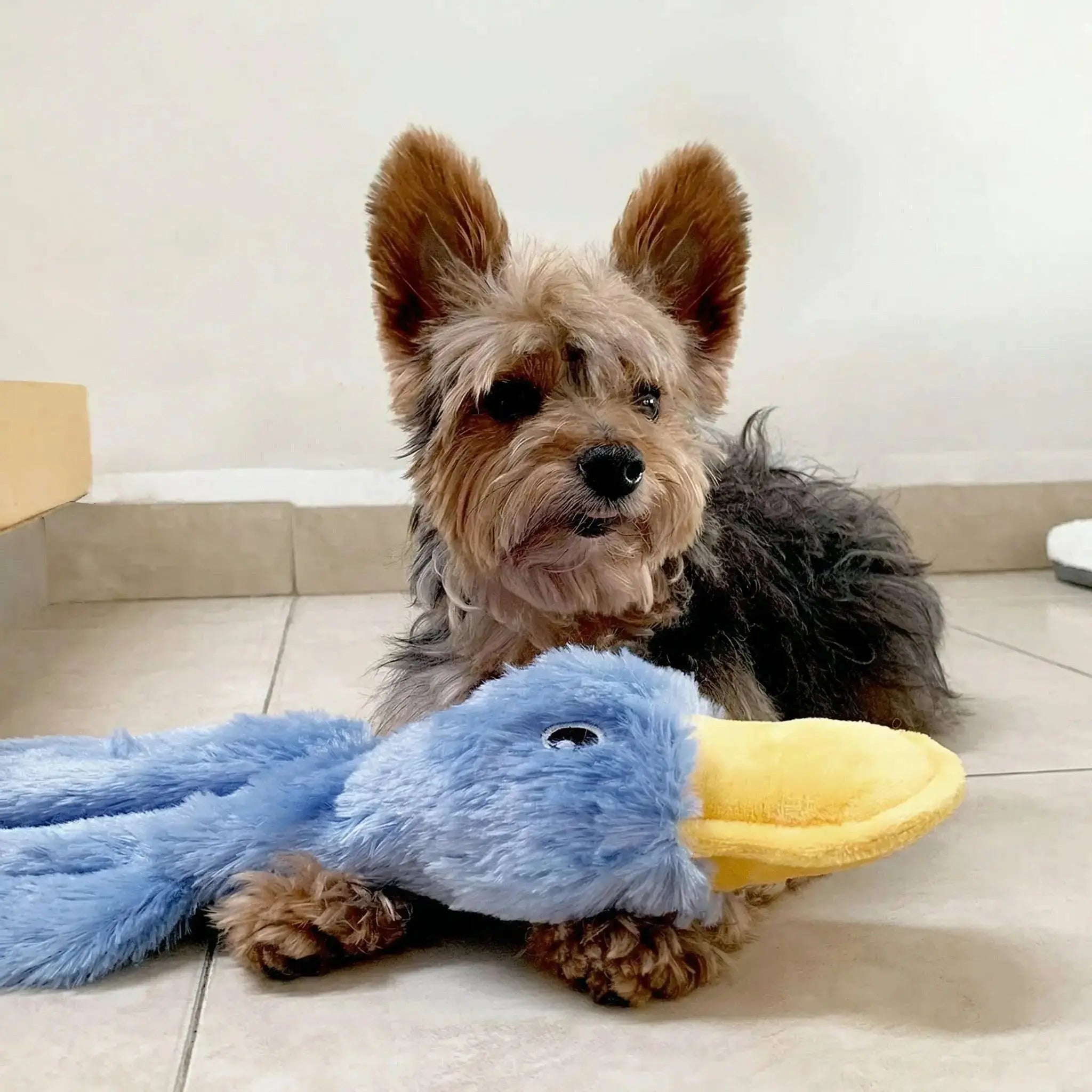 Interactive Squeaky Dog Toy – Durable Chew Toy for All Dogs Fursera