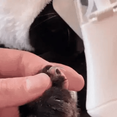 2-in-1 Pet Nail Trimmer & Grinder with LED Light Fursera