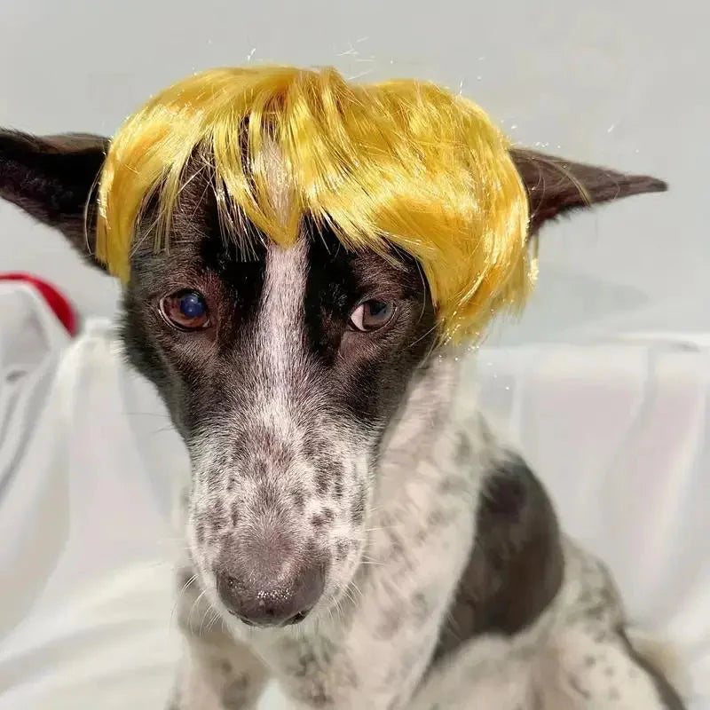 Funny Dog Wig for Cats & Dogs