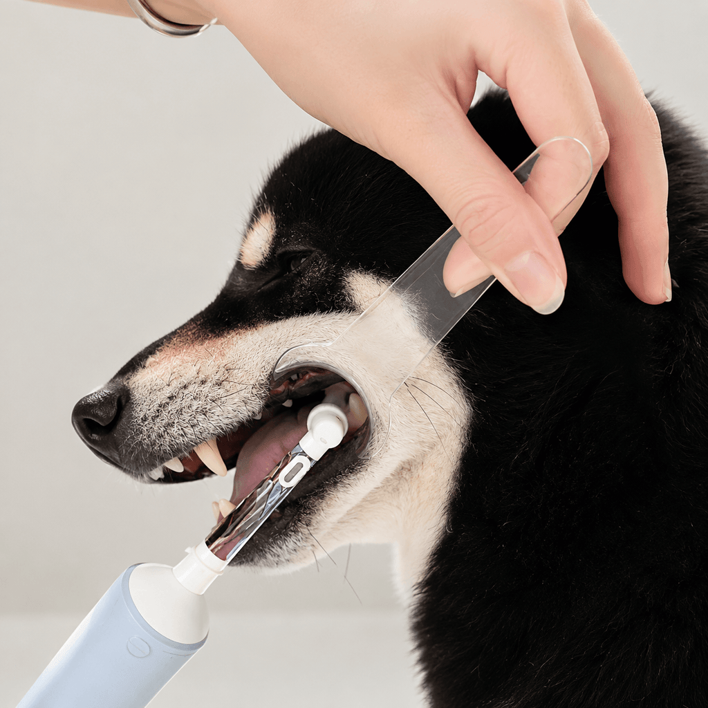 Dog Dental Mouth Opener 2-Pack