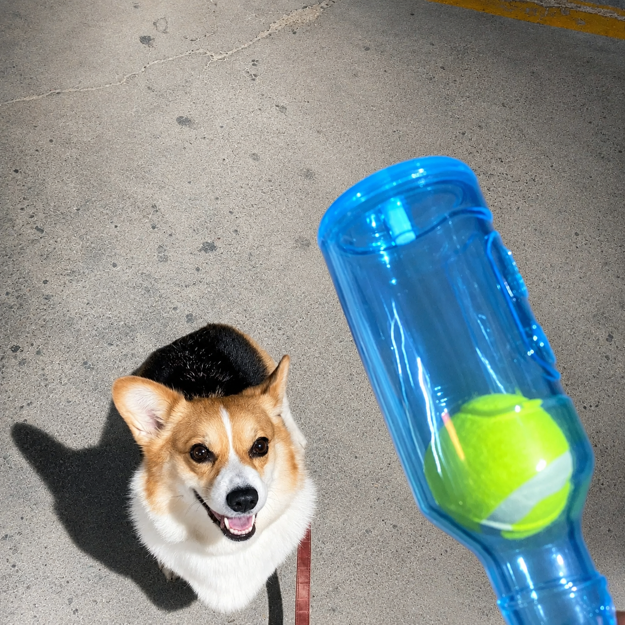 Bite-Resistant Tennis Ball Bottle Dog Chew Toy