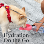 Portable Dog Water Bottle – Hydration Anywhere