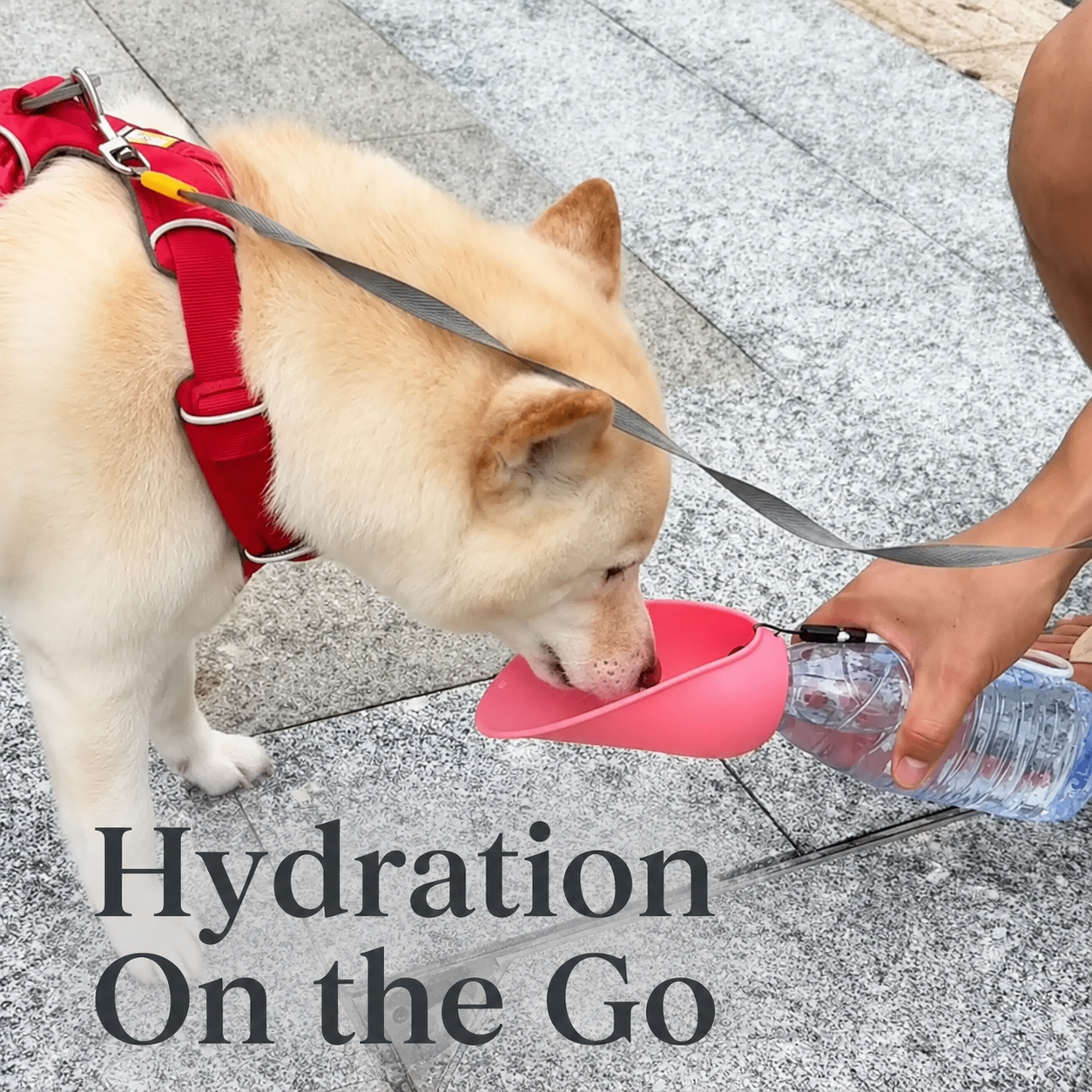 Portable Dog Water Bottle – Hydration Anywhere