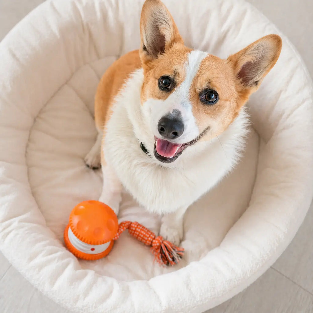 Interactive Dog Toy Ball – Automatic Moving Smart Ball for Dogs Fursera