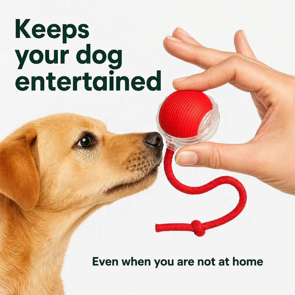 Rolling Fun Ball – Smart Interactive Pet Toy for Dogs & Cats Fursera