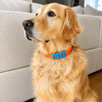 Waterproof Dog Collar with Custom Name Charms