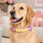 Waterproof Dog Collar with Custom Name Charms