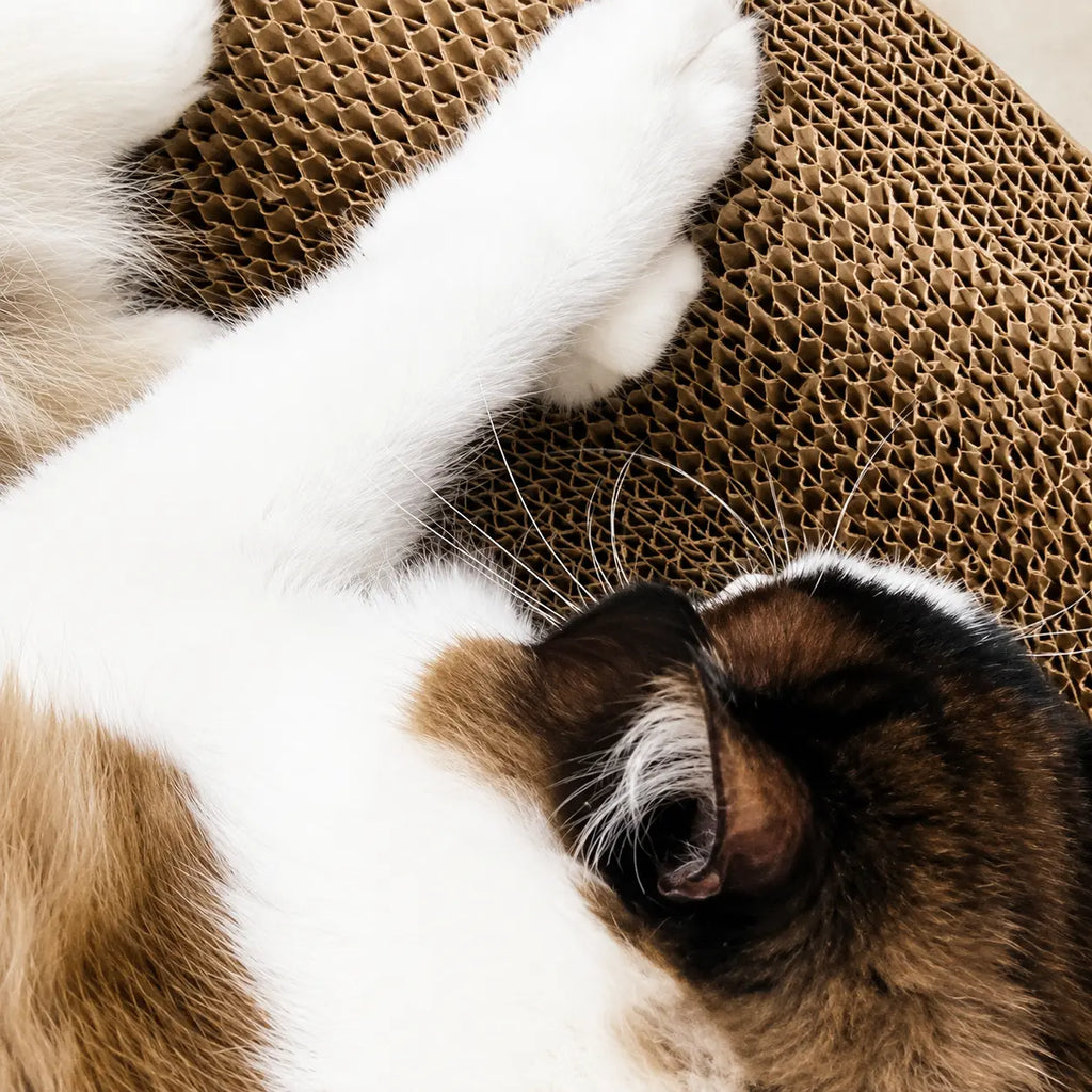 Cardboard Paradise Cat Bed for Stress-Relief, Claw Health & Furniture Safety Fursera