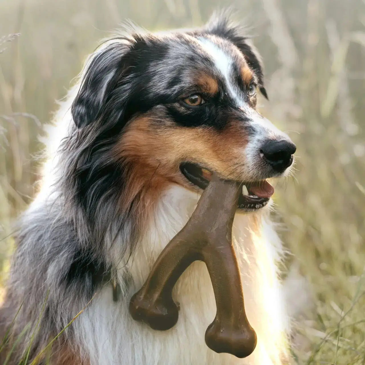 Tough Dog Toy – Durable Chew Toy for Strong Chewers STTM