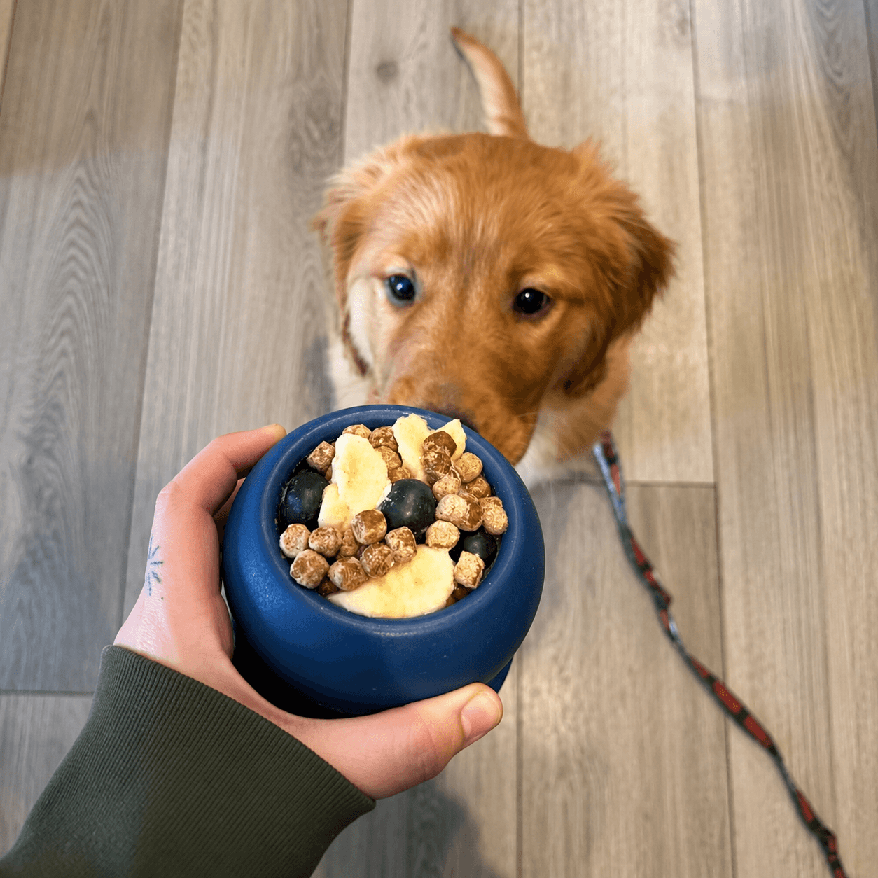 Frozen Fillable Dog Chew Toy