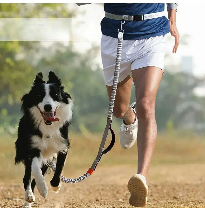 Pet Retractable Belt Leash STTM