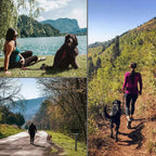 Pet Retractable Belt Leash
