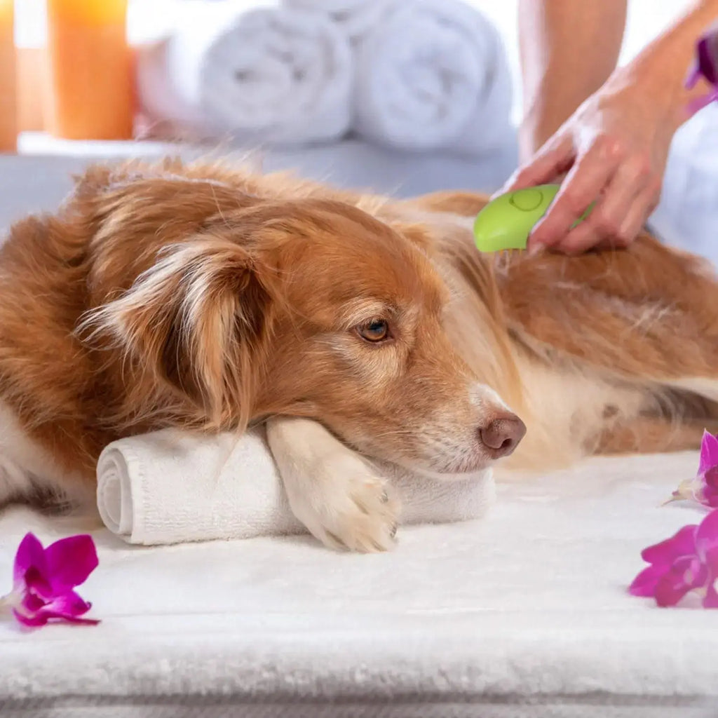 Pet Steam Brush – USB Rechargeable Grooming & Cleaning Tool STTM