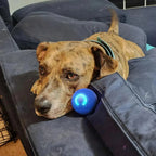 Interactive Pet Toy Ball – Smart Self-Moving Fursera