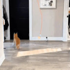 Automatic Moving Feather Cat Toy