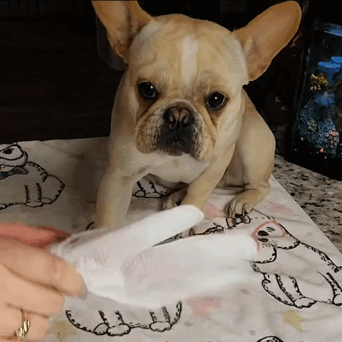 Deodorizing Pet Glove Wipes (18-Pack) Mud- Free Paws Fursera