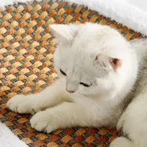 Scratch Lounge – Soft Plush Lounge Bed for Indoor Cats