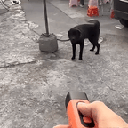 Handheld Ultrasonic Dog Trainer – Stop Barking Anytime, Anywhere Fursera